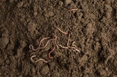 Bio organic fertilizer
