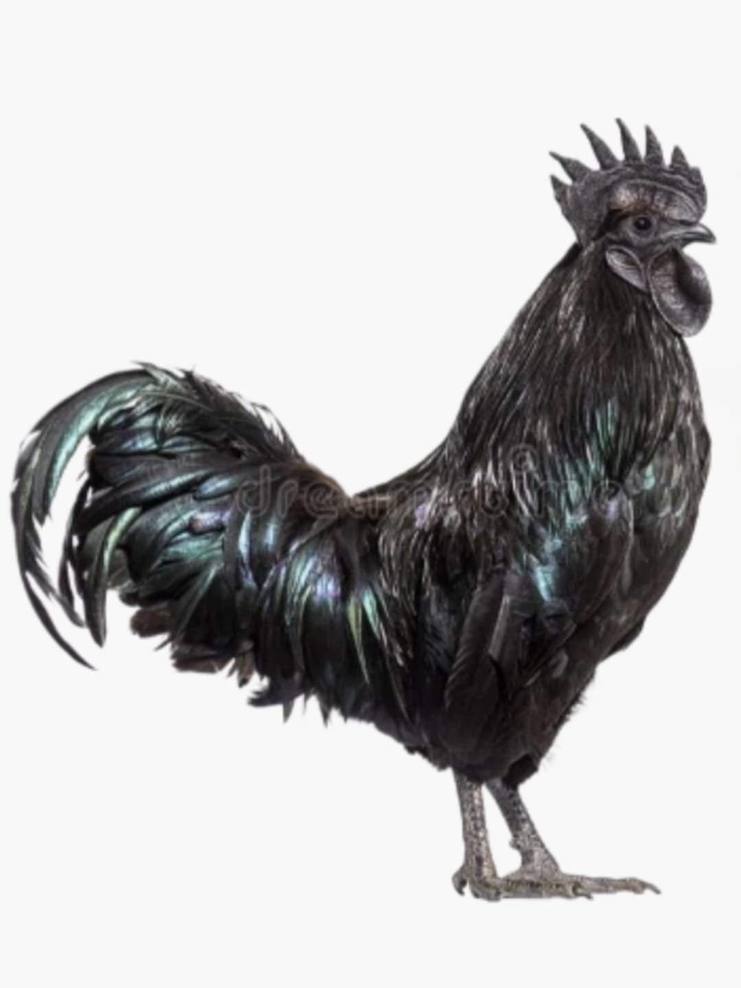 Kadaknath chicken