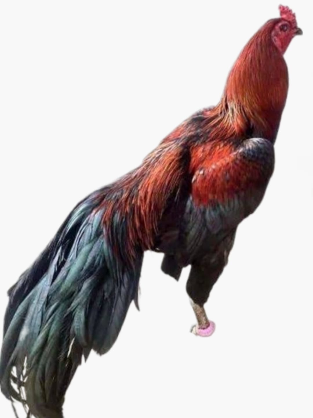 Assel fighter chicken