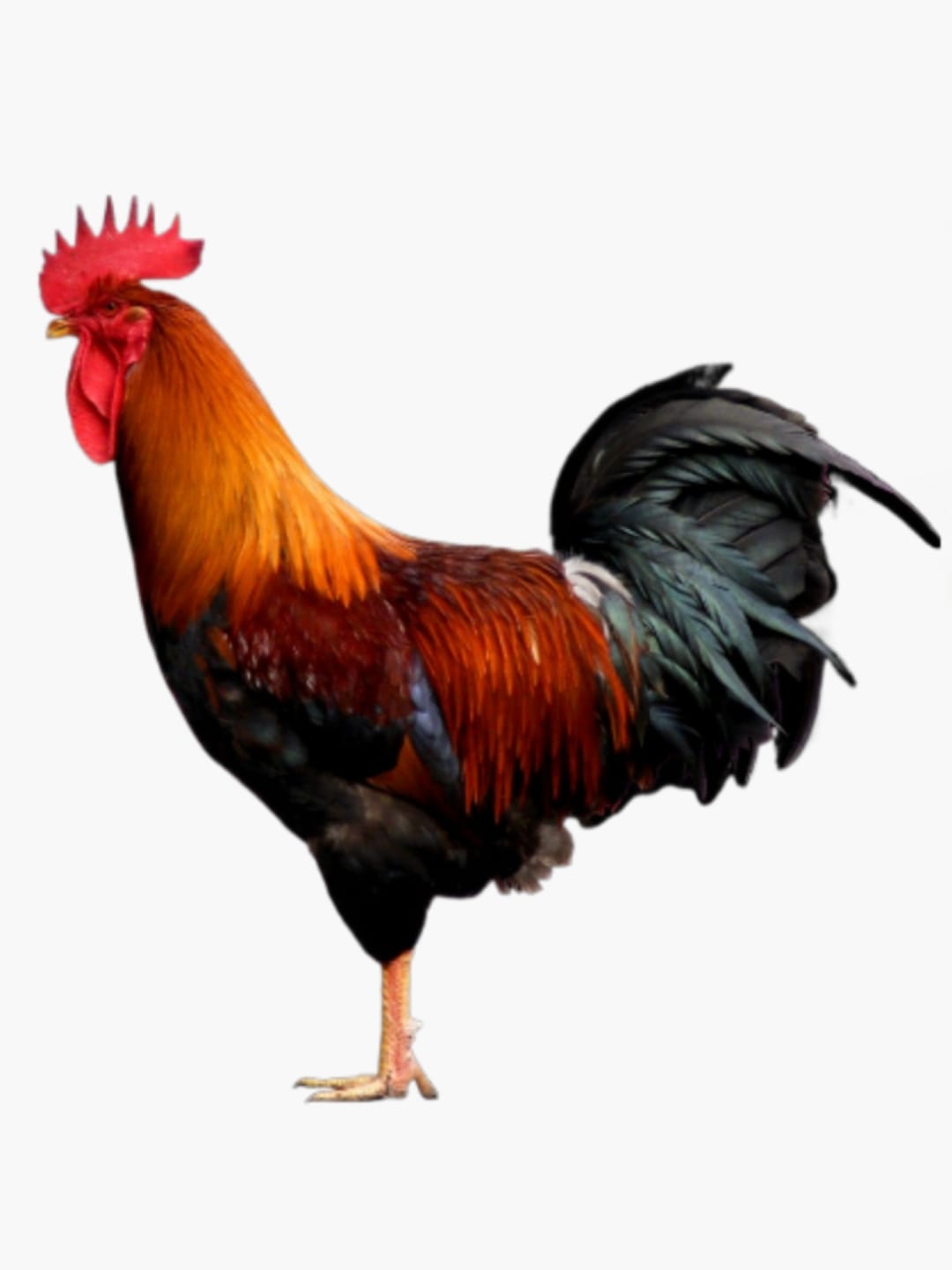 Desi Chicken