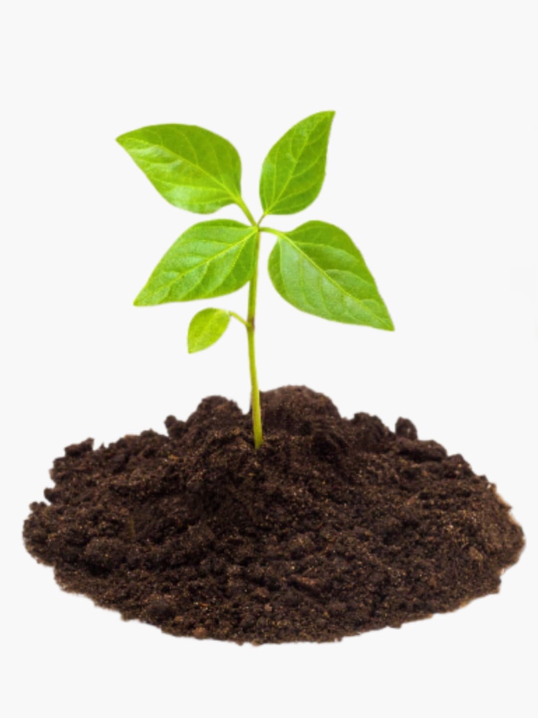 Bio organic fertilizer