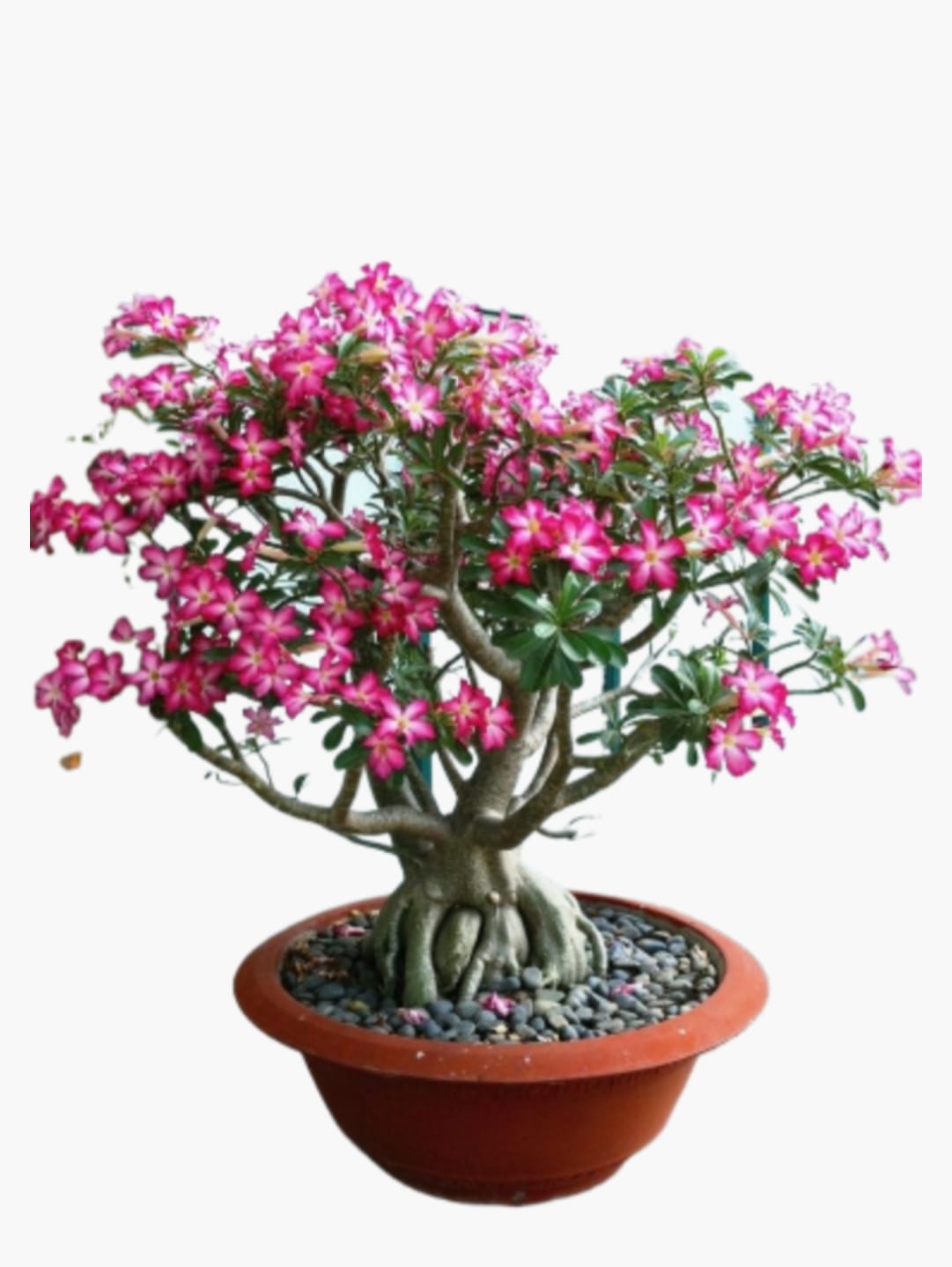 Bonsai Plants