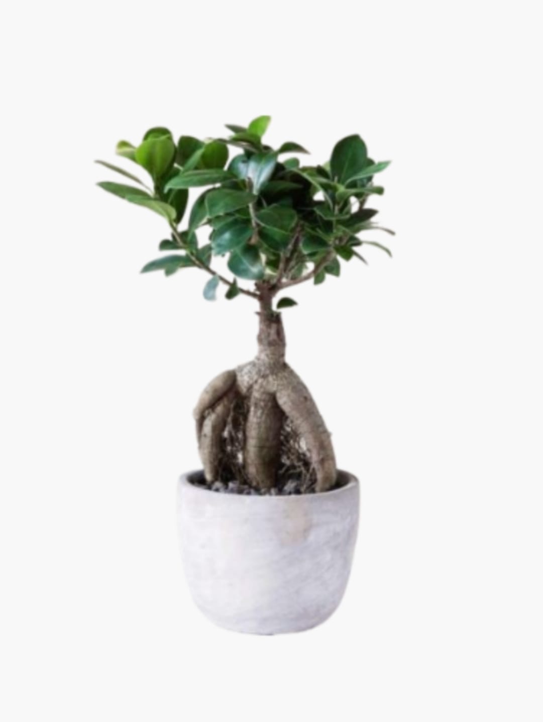 Bonsai Plants