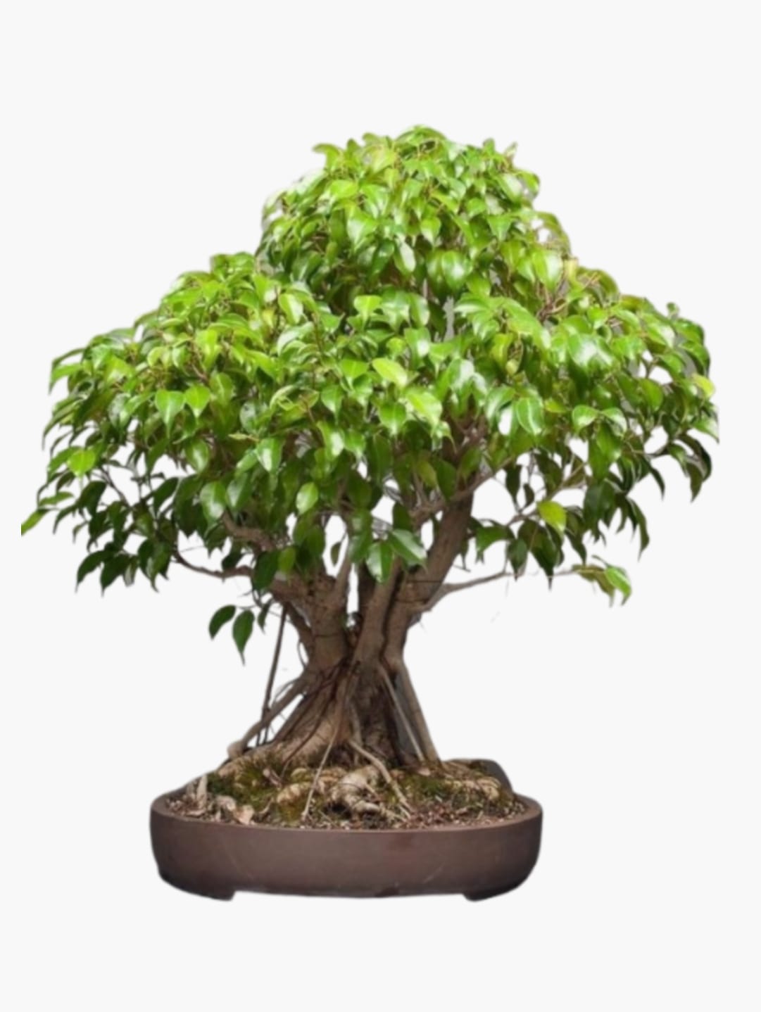 Bonsai Plants
